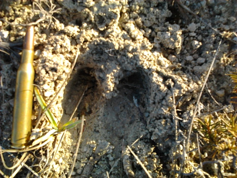 pieds,traces et indices - Page 40 Photo012