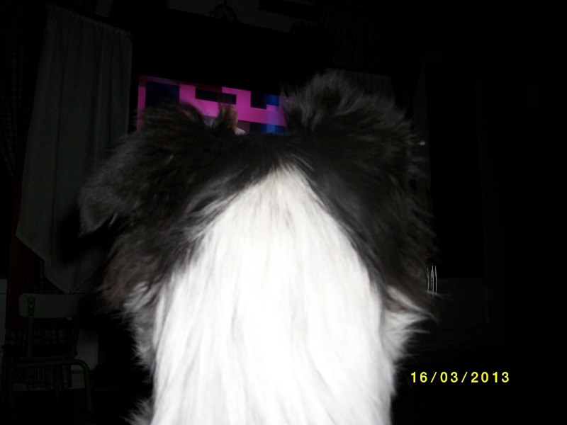 Vos chiens regardent-il la télé? Imgp0919