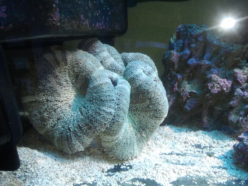 anemone carpette est elle dangereuse pour mes poisson  20121210