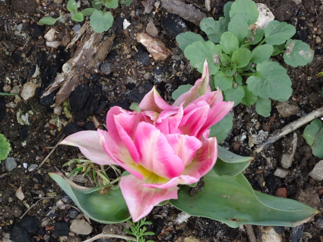 tulipes 2013 - 2014 00713