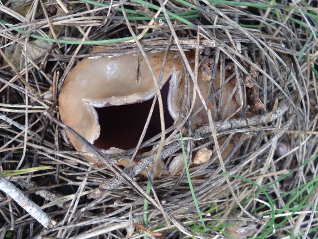 un champignon d avril  06410