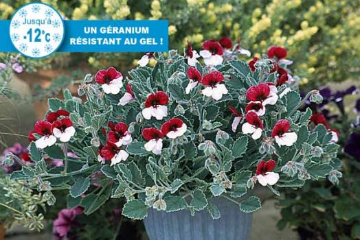      	   Géranium tricolore à fleurs de pensées -  Gerani10