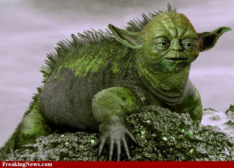 Animal inspiration of SW characters/ creatures Yoda-i10