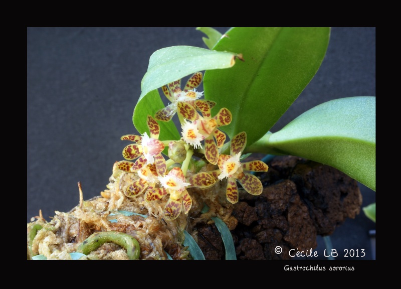 Gastrochilus sororius 20130810