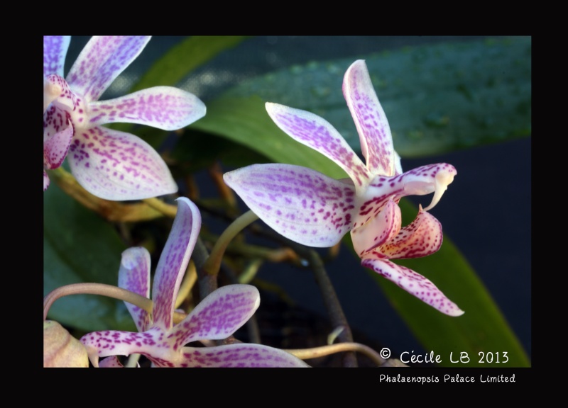 Phalaenopsis Palace Limited 20130815