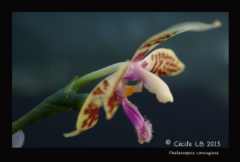 Phalaenopsis corningiana 20130818