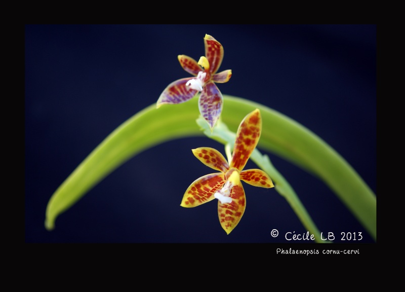 Phalaenopsis cornu-cervi (vendu pour red) 20130911