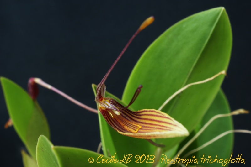 Restrepia trichoglossa 20130929