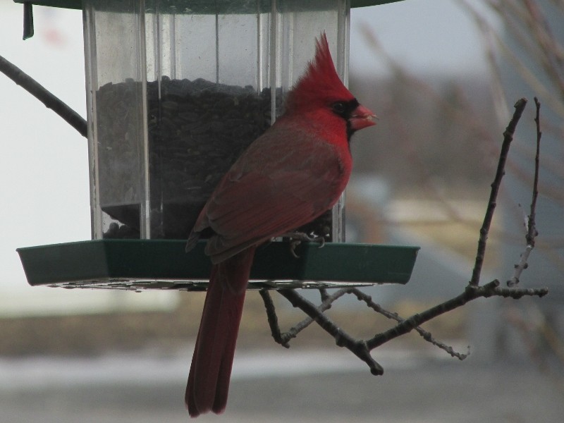 Toujours bienvenu, le cardinal rouge! Img_0716