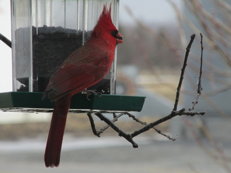 Toujours bienvenu, le cardinal rouge! Img_0717