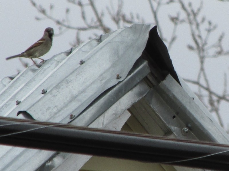 Un moineau et son domaine Img_1116