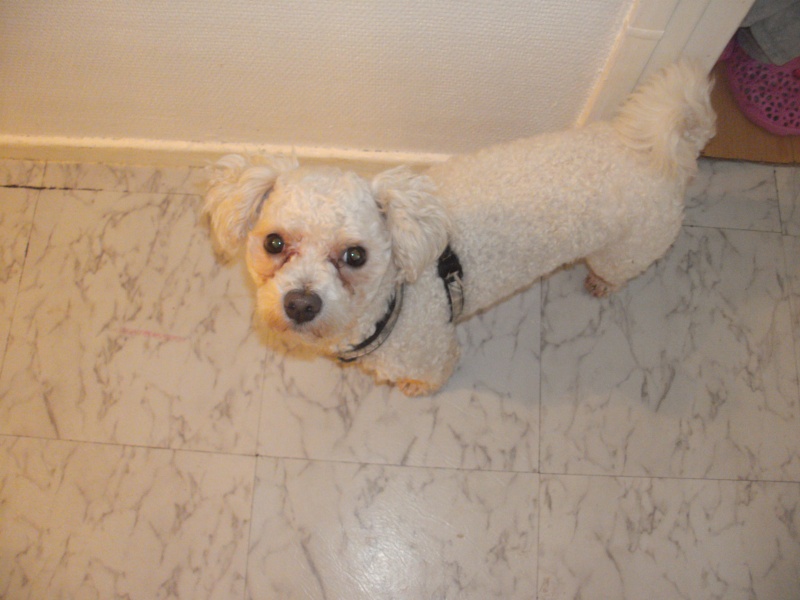 SNOOPY 2 ANS 1/2 BICHON asso 4 PATTES SOUS UN TOIT Pict5320