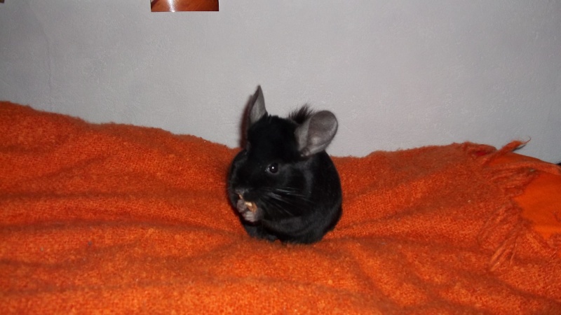 Parlons Chinchillas - Page 3 100_0210