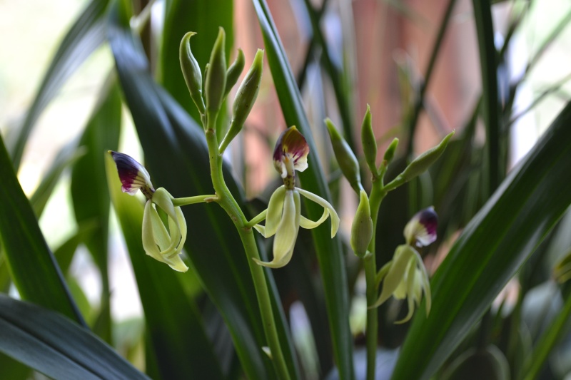 Petite mise à jour de mes orchidées....  - Page 2 00211