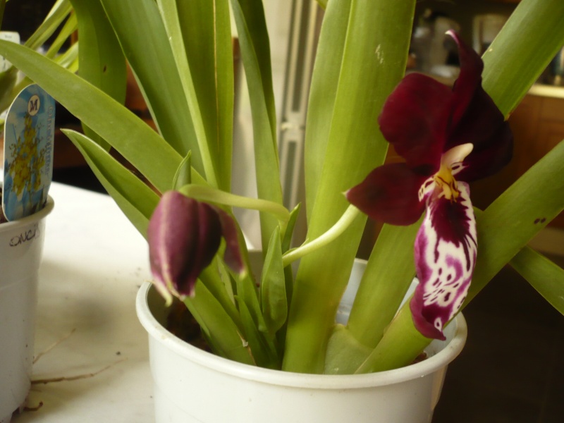 Mes Miltoniopsis en fleurs 00810