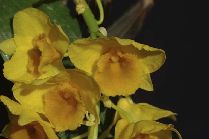Dendrobium griffithianum Imgp2415