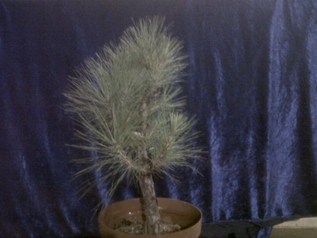 Need advice on this pine please Aa210