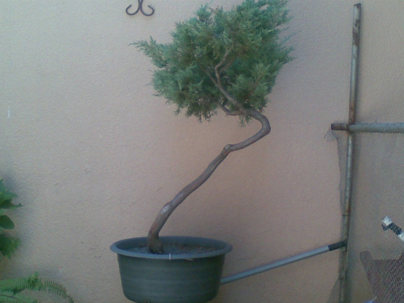 Juniperus Virginiana "Grey Owl" Before10