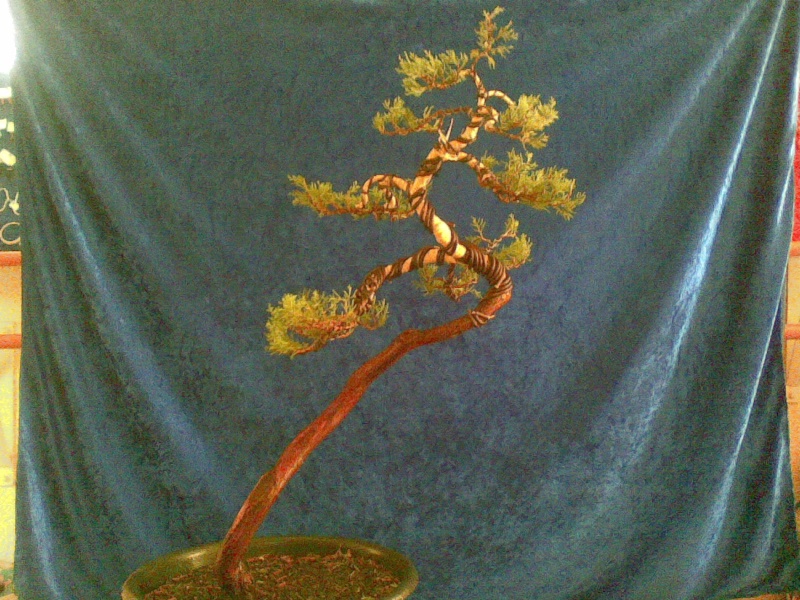 Juniperus Virginiana "Grey Owl" Final_10