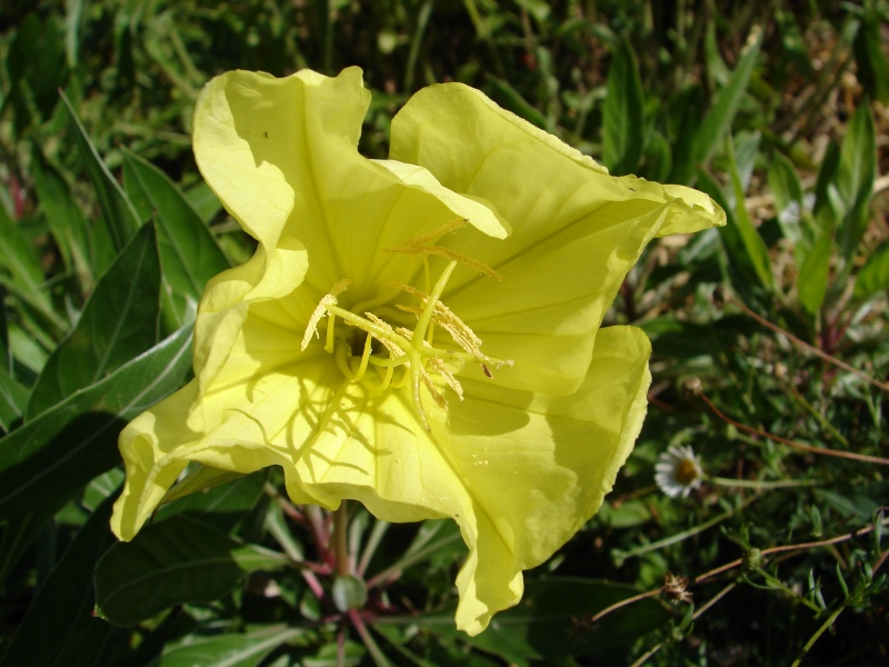 Portrait du mois d'août : Oenothera missouriensis 01410