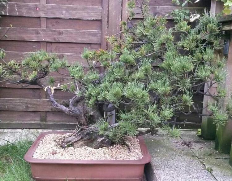 Pinus Mugo Rps20112