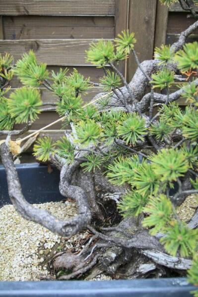 Pinus Mugo Rps20114