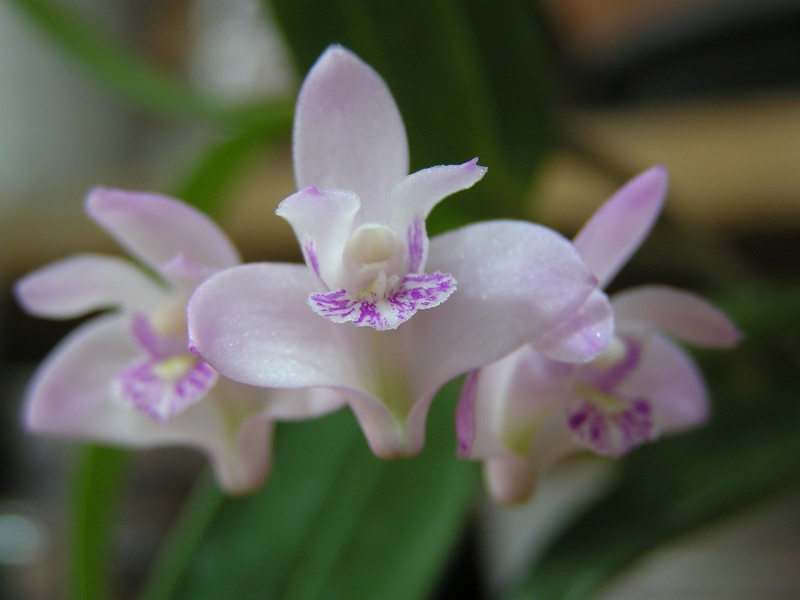 Dendrobium kingianum D_i_211