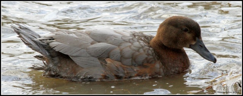 Un colvert mâle mélanisme 16440210