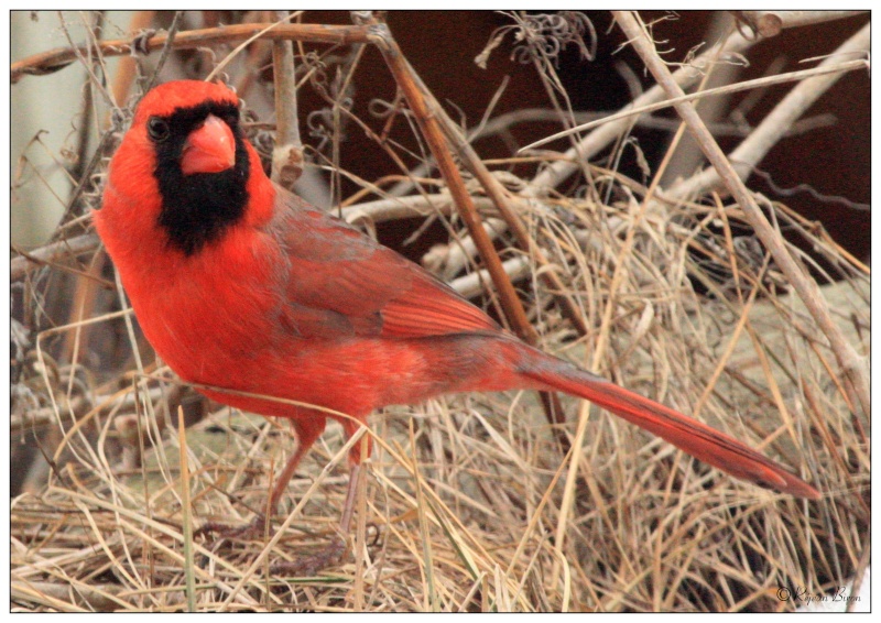 Cardinal rouge mâle Rej_1516