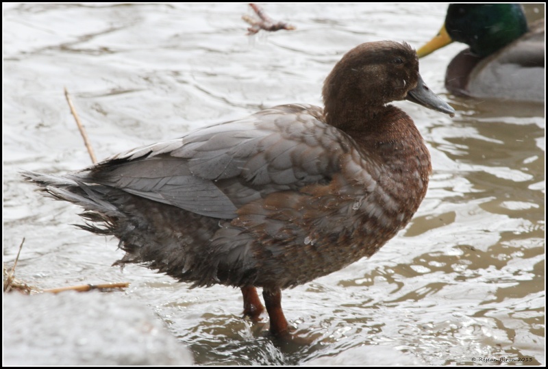 Un colvert mâle mélanisme  ????? Rej_5311