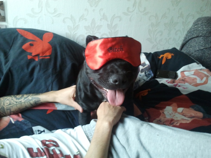 staffie in clothes  - Page 2 2011-012