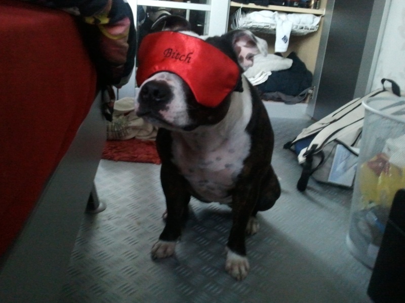 staffie in clothes  - Page 2 2011-014