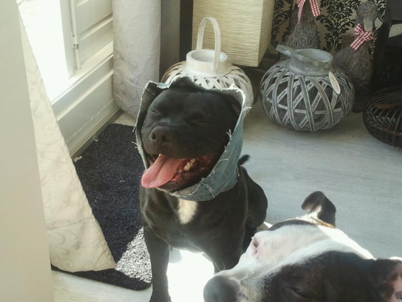 staffie in clothes  - Page 2 37842510