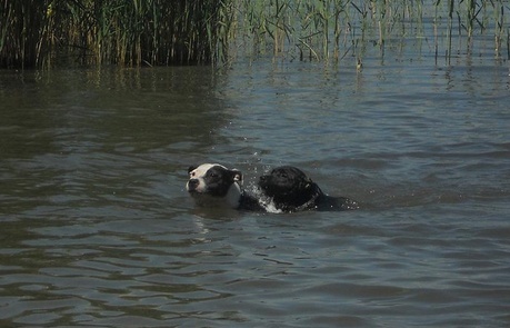 swimming photos Zwem10