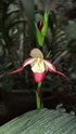 Mille et une orchidées aux Grandes Serres du MNHN - Mars 2013 Dscf3413