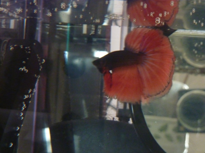 Halfred <3 P1090015