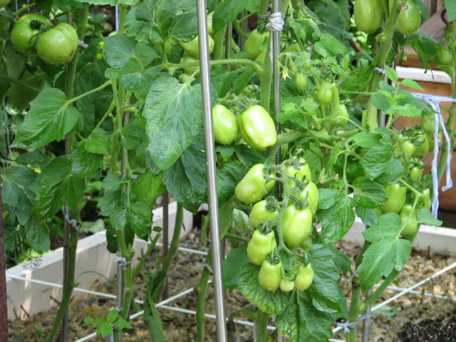 Tomatoes Not Suitable for SFG August13