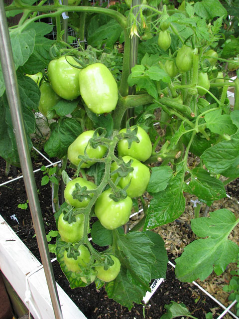 Tomatoes Not Suitable for SFG August14