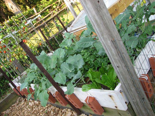 Tomato's still going strong  (warm weather) Fallpl11