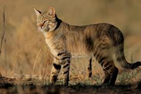 Le Chat Sauvage D Afrique Ou Chat Gante Le Chat Sauvage D Afrique Ou Chat Gante