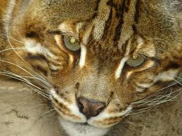 Chat De Temminck Ou Chat Dore D Asie