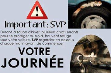 Attention Aux Chats En Hiver