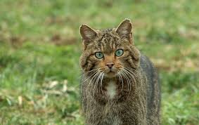 Le Chat Sauvage De Nos Campagnes Le Chat Sauvage De Nos Campagnes