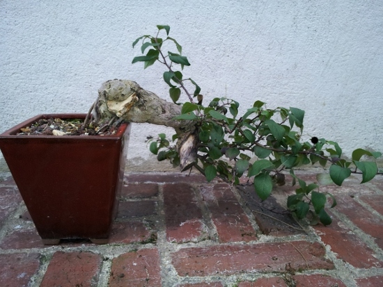 pyrus - cascade - first styling Poirie12