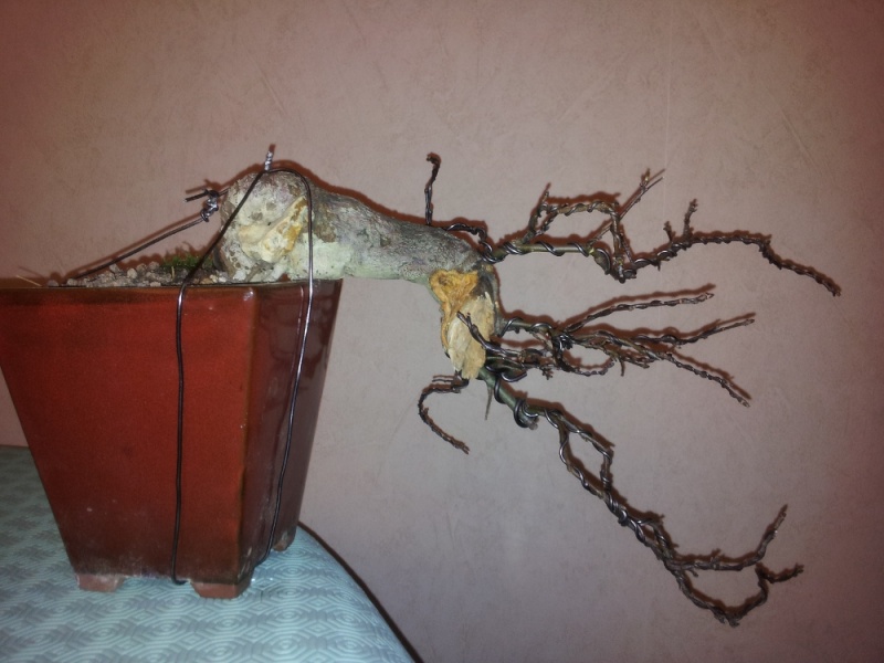 pyrus - cascade - first styling Poirie14
