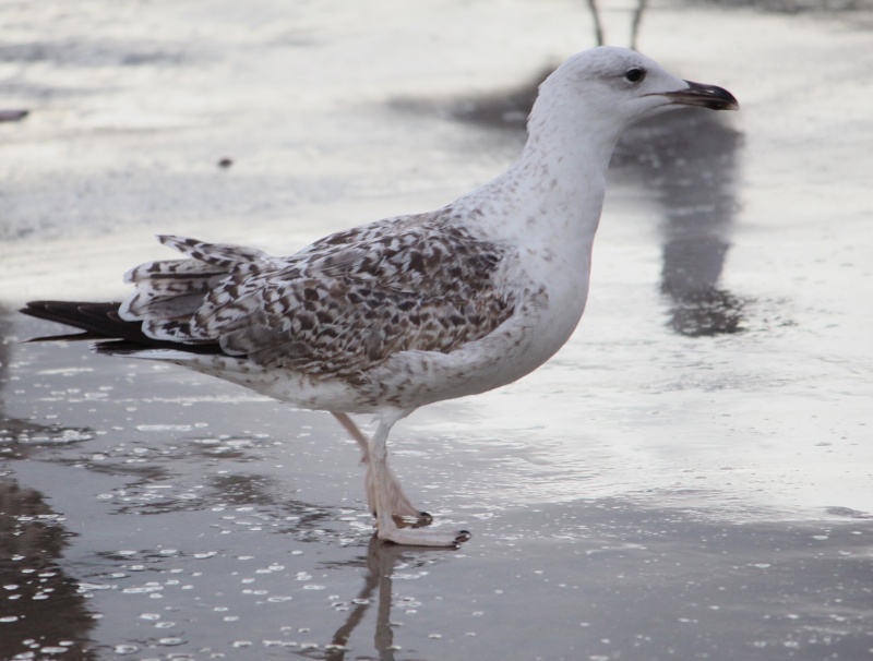 Regard d'un oiseau Regard10