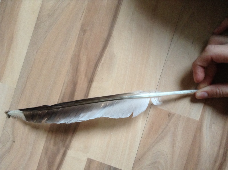 plume de goéland et petites plumes blanches Img_0422