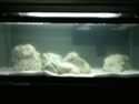start of my reef tank  - Page 2 Reef_t10