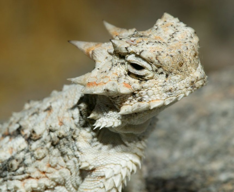 Iguane  Phrynosoma platyrhinos: Desert10