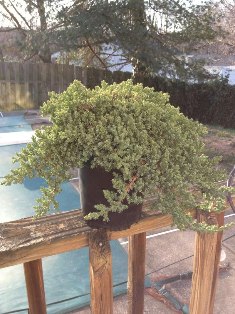 First Bonsai Creation (juniper) Image14